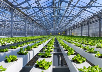 The Shift Towards Local Ingredients and Sustainable Agriculture in the Food Industry: A Commitment to Environmental Protection and Sustainability