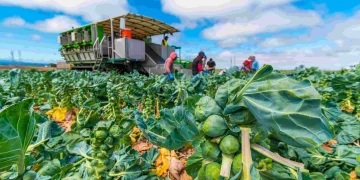 The Fusion of “Farm-to-Table” and “Root-to-Leaf” Concepts: A Holistic Approach to Sustainable Dining