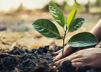 “Soil and Flavor: How Chefs Are Embracing Soil Health to Transform Cuisine”