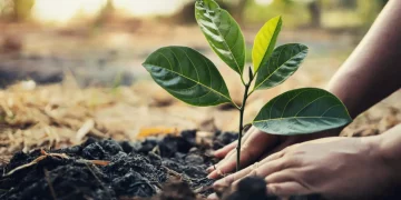 “Soil and Flavor: How Chefs Are Embracing Soil Health to Transform Cuisine”