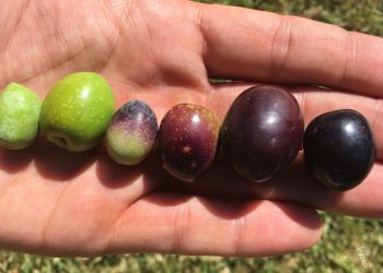 The Regional Variations in Olive Oil Flavors: Exploring the Impact of Terroir