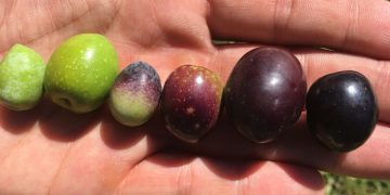 The Regional Variations in Olive Oil Flavors: Exploring the Impact of Terroir