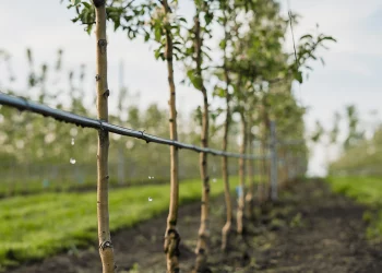 Conservation of Traditional Crops and Varieties: Safeguarding Agricultural Heritage for the Future