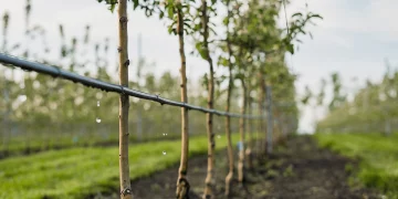 Conservation of Traditional Crops and Varieties: Safeguarding Agricultural Heritage for the Future