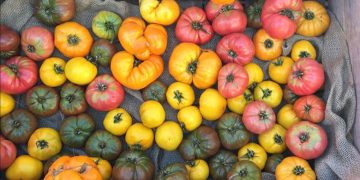 Rediscovering Forgotten Culinary Treasures: Chefs and Food Enthusiasts Reviving Lost Flavors