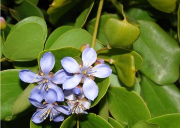 Protecting Endangered Local Crops: Food and Agricultural Projects for a Sustainable Future