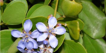 Protecting Endangered Local Crops: Food and Agricultural Projects for a Sustainable Future