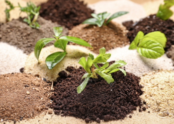 The Influence of Different Soil Types on Plant Growth and Flavor Characteristics