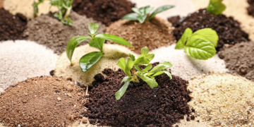 The Influence of Different Soil Types on Plant Growth and Flavor Characteristics
