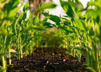 Reassessing Local Ingredients and Traditional Foods in the Age of Environmental Awareness and Food Sustainability