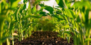 Reassessing Local Ingredients and Traditional Foods in the Age of Environmental Awareness and Food Sustainability